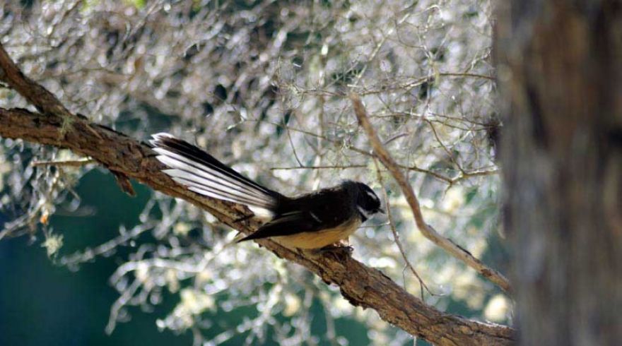 Mistletoe Bay Bird Waching